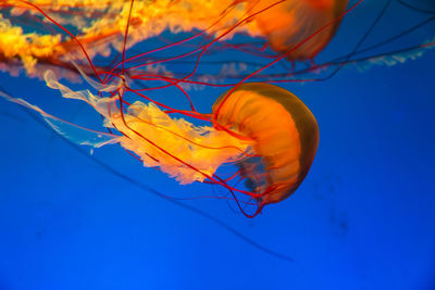 Close-up of jellyfish in sea