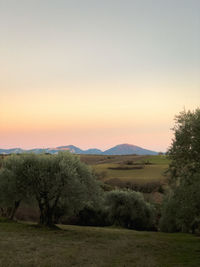 Scenic view of field against clear sky during sunset