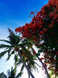 Low angle view of tree against blue sky