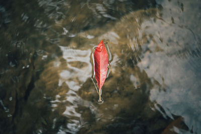 High angle view of fish swimming in sea