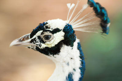 Close-up of bird