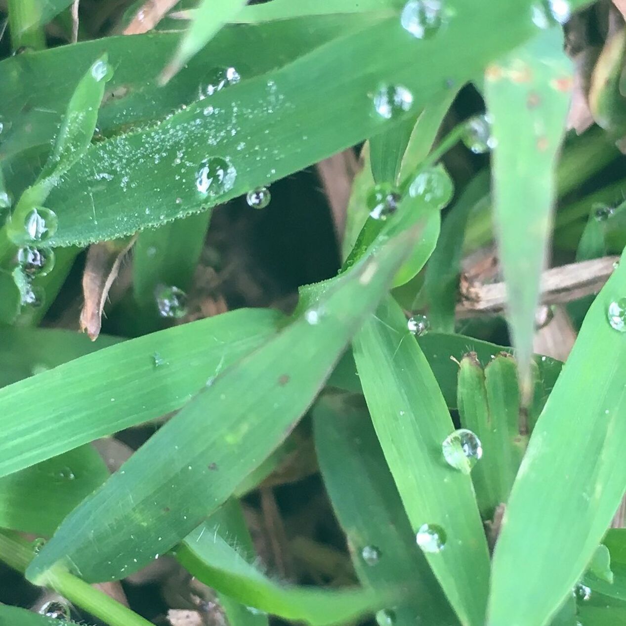 CLOSE-UP OF RAINDROPS ON GREEN LEAVES