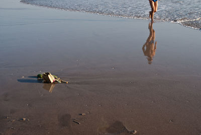 High angle view of bird on beach