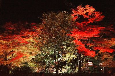 Low angle view of trees and plants at night