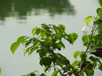 Close-up of fresh green leaves in lake