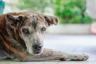 Close-up portrait of a dog