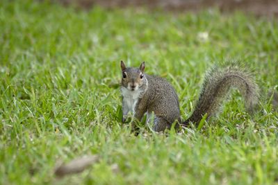 Squirrel in a field