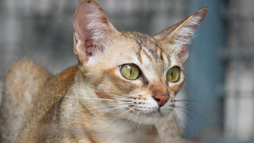 Close-up portrait of a cat