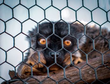 Close-up of owl in cage