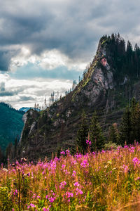 Pink flowers blooming on field