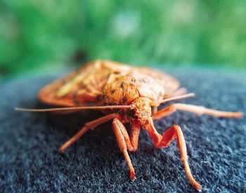 Close-up of insect