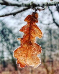 Close-up of frosted leaf