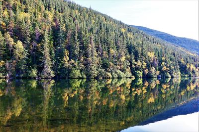 Scenic view of lake in forest