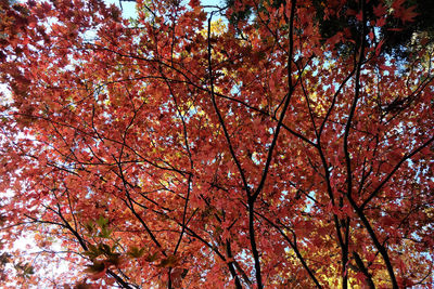 Low angle view of trees