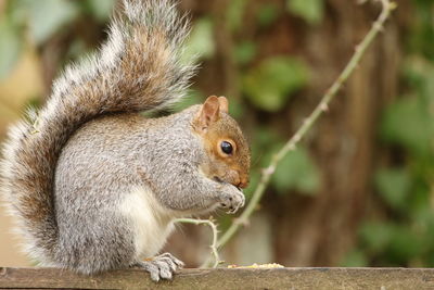 Close-up of squirrel