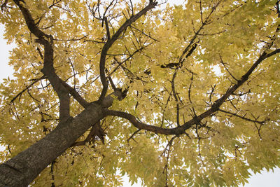 Low angle view of tree