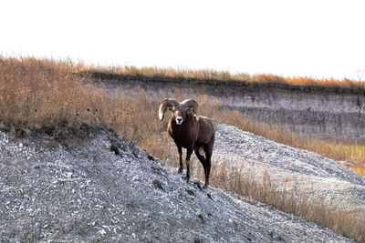 Bighorn sheep