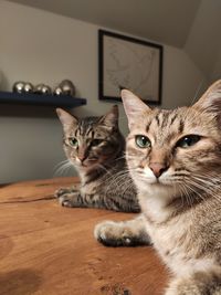 Portrait of tabby cat on table at home