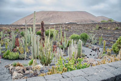 A view inside the amazing, landscaped cactus gardens located on the island of lanzarote.