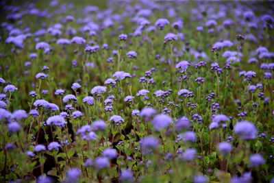 Close-up of purple flowering plants on field