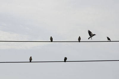 Low angle view of birds perching on cable against sky