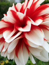 Close-up of red dahlia blooming outdoors