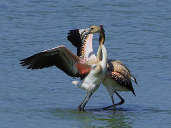 Birds flying over lake