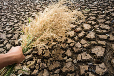 Cropped hand holding plant over barren field