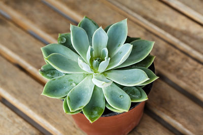 High angle view of succulent plant on table