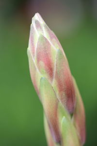 Close-up of flower bud