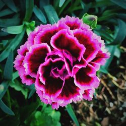 Close-up of pink dahlia blooming outdoors