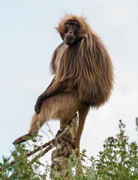 Low angle view of monkey on tree