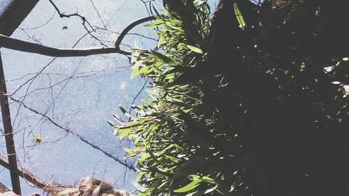 Close-up of tree against sky