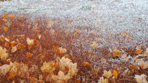 Close-up of plants on field