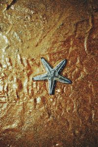 High angle view of lizard on sand