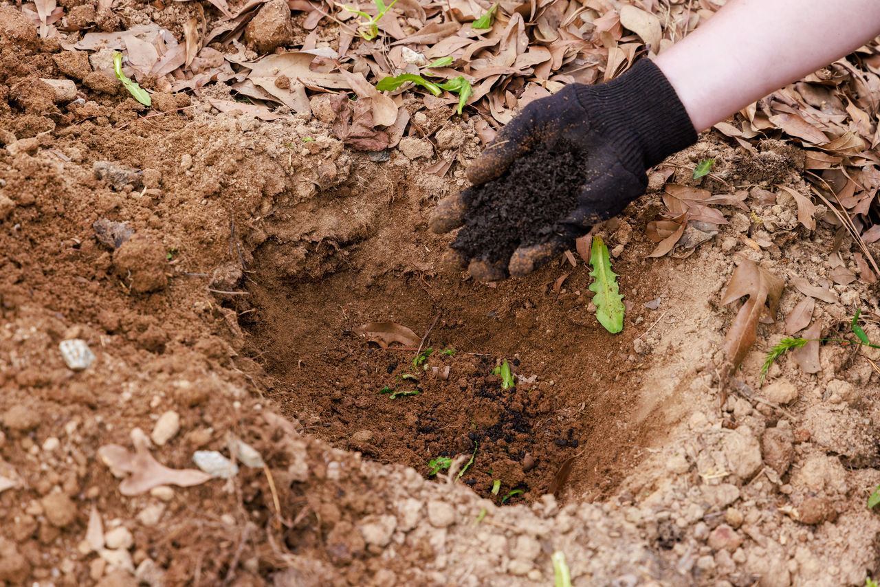 soil, dirt, one person, hand, nature, gardening, mud, agriculture, land, day, planting, plant, growth, digging, animal, outdoors, field, high angle view, animal themes, lifestyles, wildlife, vegetable, food, environment, vegetable garden, adult, plant part, working, organic, occupation, holding, women