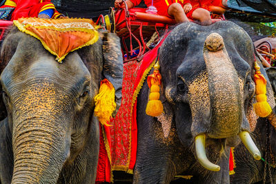 Close-up of elephants