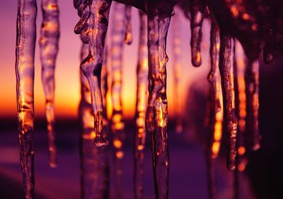 Close-up of icicles hanging on plant during winter