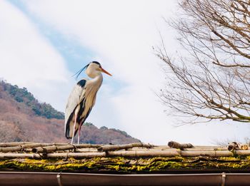 Low angle view of bird perching on branch against sky