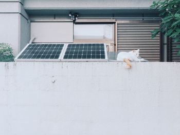 Dog in front of building