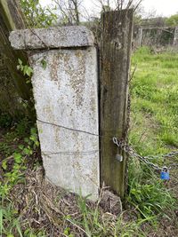 Close-up of an animal on tree trunk in field