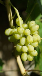 Close-up of fruits on tree