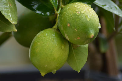 Close-up of fruit on tree