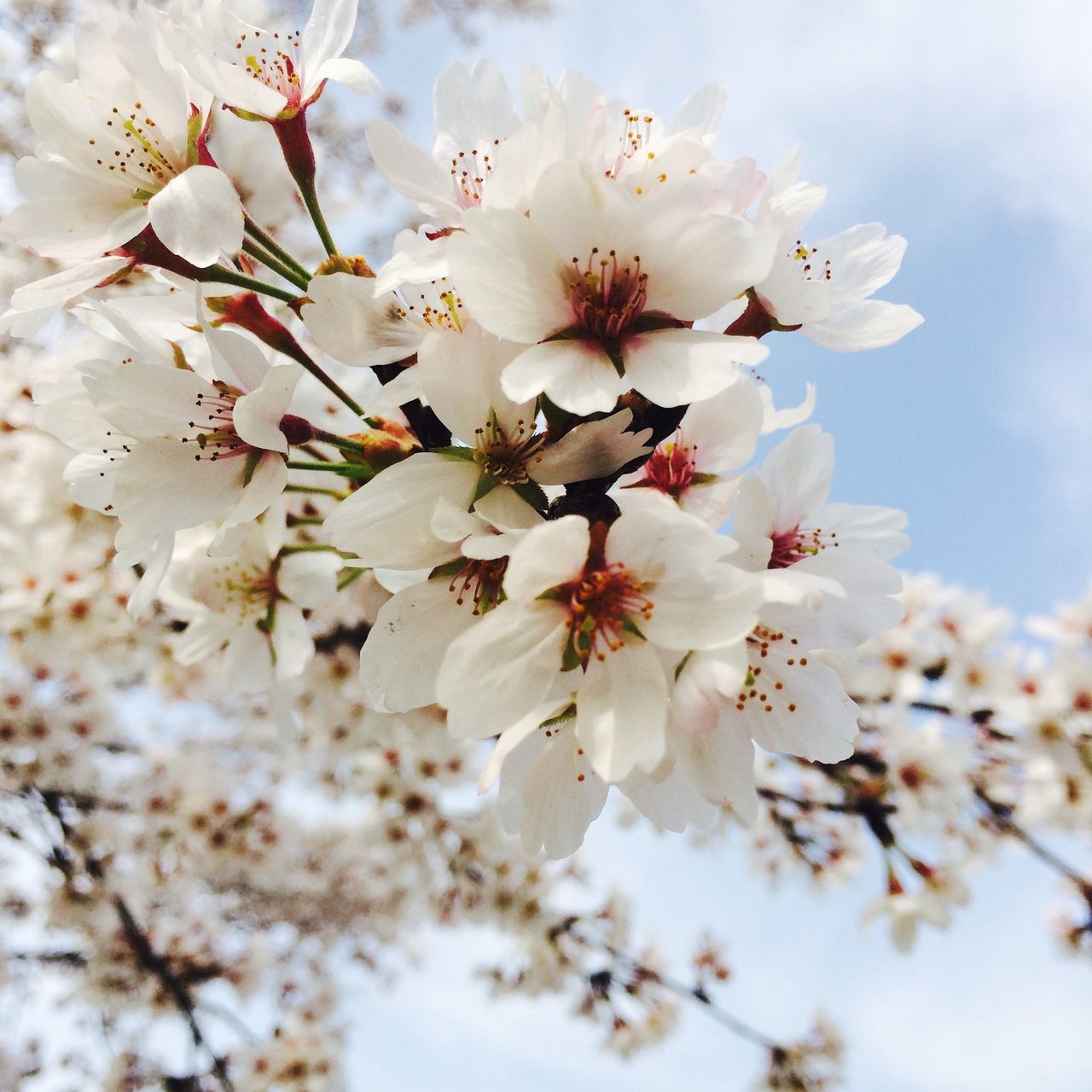 flower, freshness, fragility, growth, cherry blossom, beauty in nature, branch, white color, petal, blossom, low angle view, tree, nature, cherry tree, fruit tree, orchard, close-up, in bloom, blooming, twig