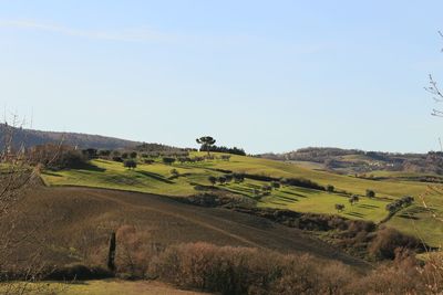 Scenic view of agricultural field against clear sky