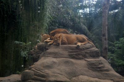 Lions relaxing on rock against trees at zoo