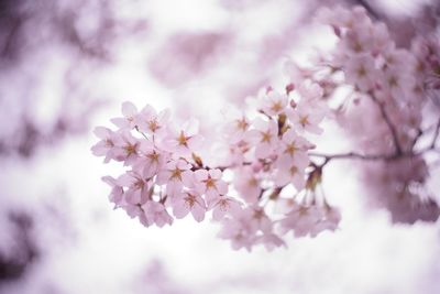 Close-up of apple blossoms in spring