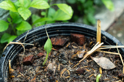 Close-up of food on field