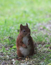 Close-up of squirrel on field