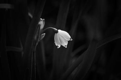 Close-up of flower blooming outdoors